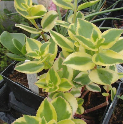 Crassula sarmentosa  'Variegata'