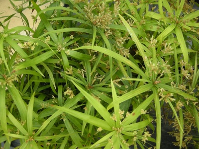 Cyperus albostriatus