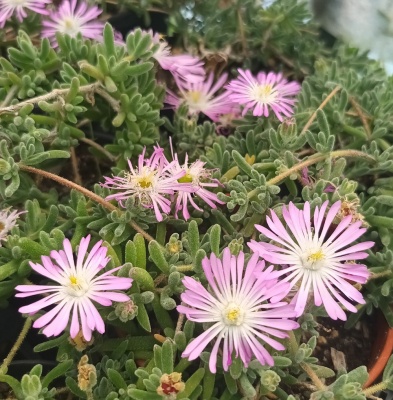 Drosanthemum floribundum