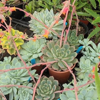 Echeveria elegans