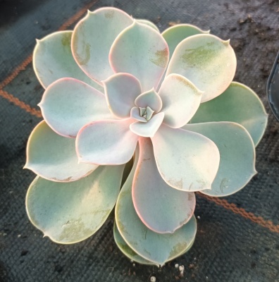 Echeveria gibbiflora 'Metallica'