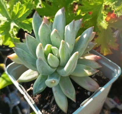 Echeveria hookeri