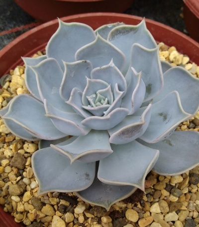 Echeveria lilacina