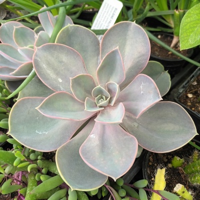 Echeveria Perle von Nurnberg