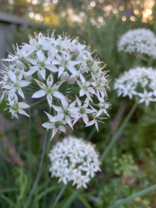 Chives Garlic - Seeds