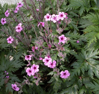 Geranium maderense