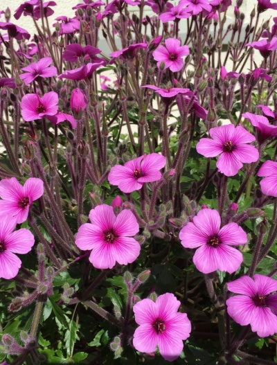 Geranium maderense