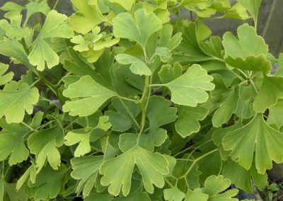 Ginkgo biloba seedlings in 9 cm pots