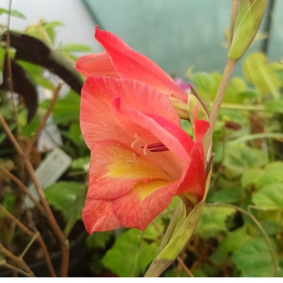 Gladiolus papilio 'David Hills'