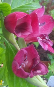 Gladiolus papilio 'Ruby'