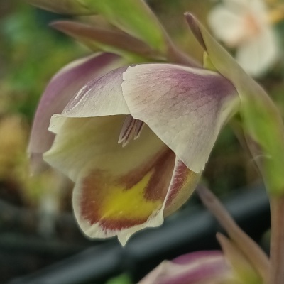 Gladiolus papilio