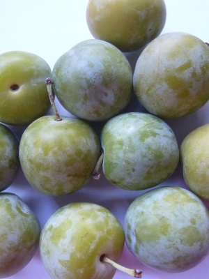 Prunus domestica 'Cambridge Gage'