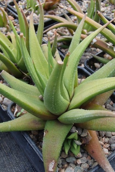 Haworthia glabrata