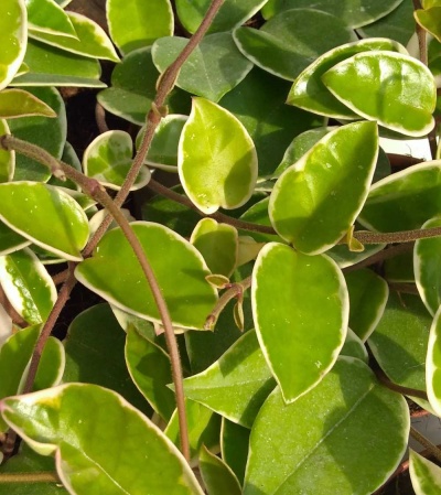 Hoya carnosa 'Krimson Queen'