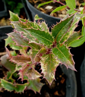 Ilex aquifolium 'Ingramii'