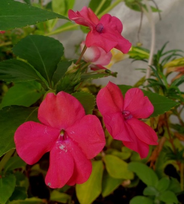 Impatiens walleriana