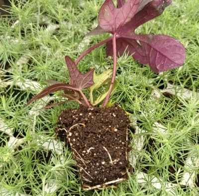 Ipomoea batatas 'Sweet Caroline Purple'