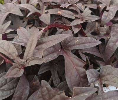 Ipomoea batatas 'Sweet Caroline Purple'