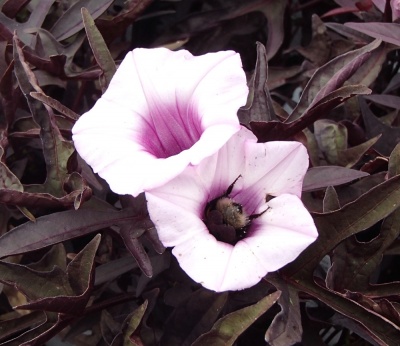 Ipomoea batatas 'Sweet Caroline Purple'