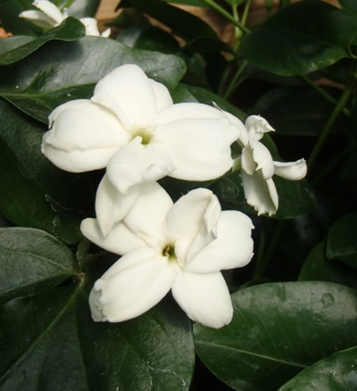 Jasminum sambac 'Maid of Orleans'