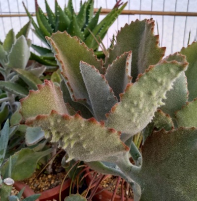 Kalanchoe beharensis 'Fang'