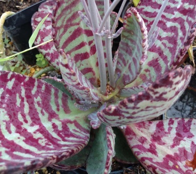 Kalanchoe humilis