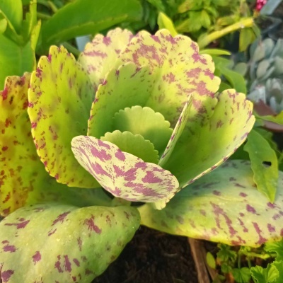 Kalanchoe marmorata