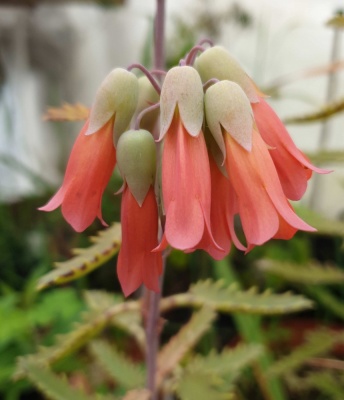 Kalanchoe rauhii