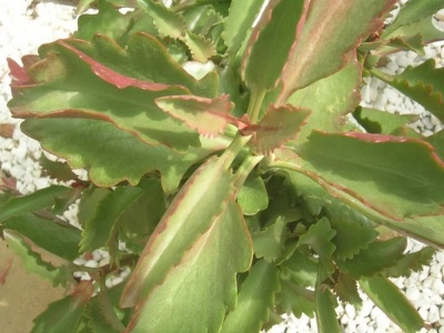 Kalanchoe brachyloba