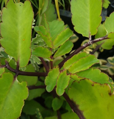 Kalanchoe pinnata