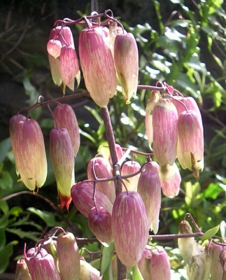 Kalanchoe pinnata