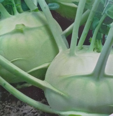 Kohl Rabi Green Delicacy