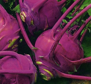 Kohl Rabi Purple Delicacy - Seeds
