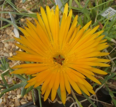 Lampranthus   Orange