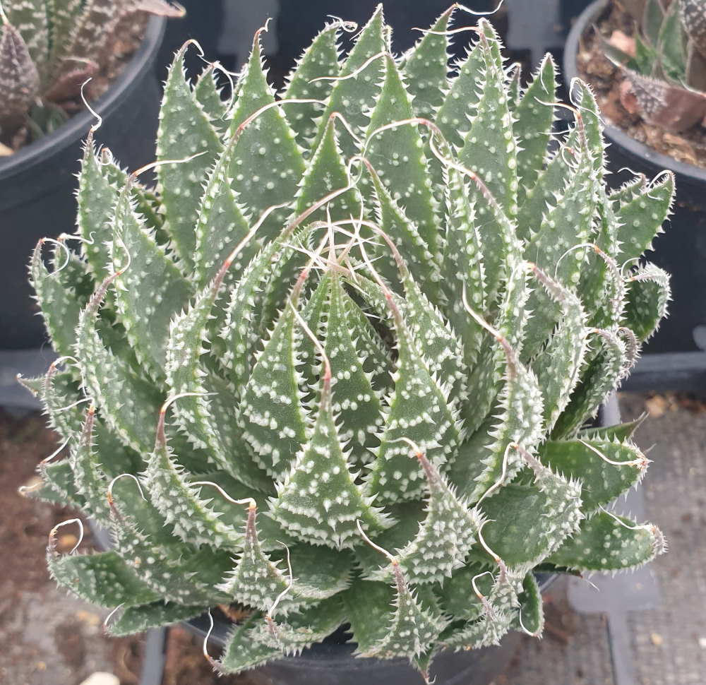 Aristaloe aristata, Lace Aloe from Shrubland Nurseries in Suffolk