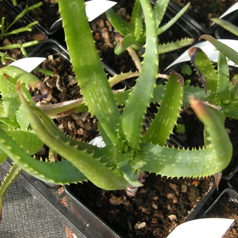 aloe vera likör Ginebra Aloe Vera Veragin main image 0