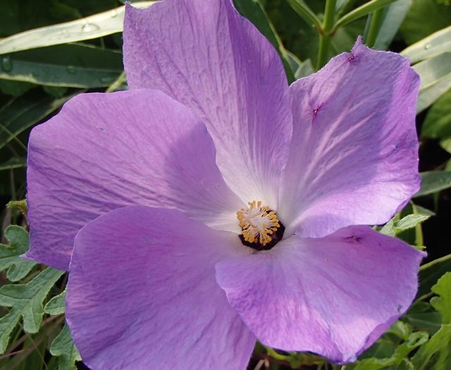 Alyogyne huegelii 'Santa Cruz', Blue Hibiscus from Shrubland Nurseries