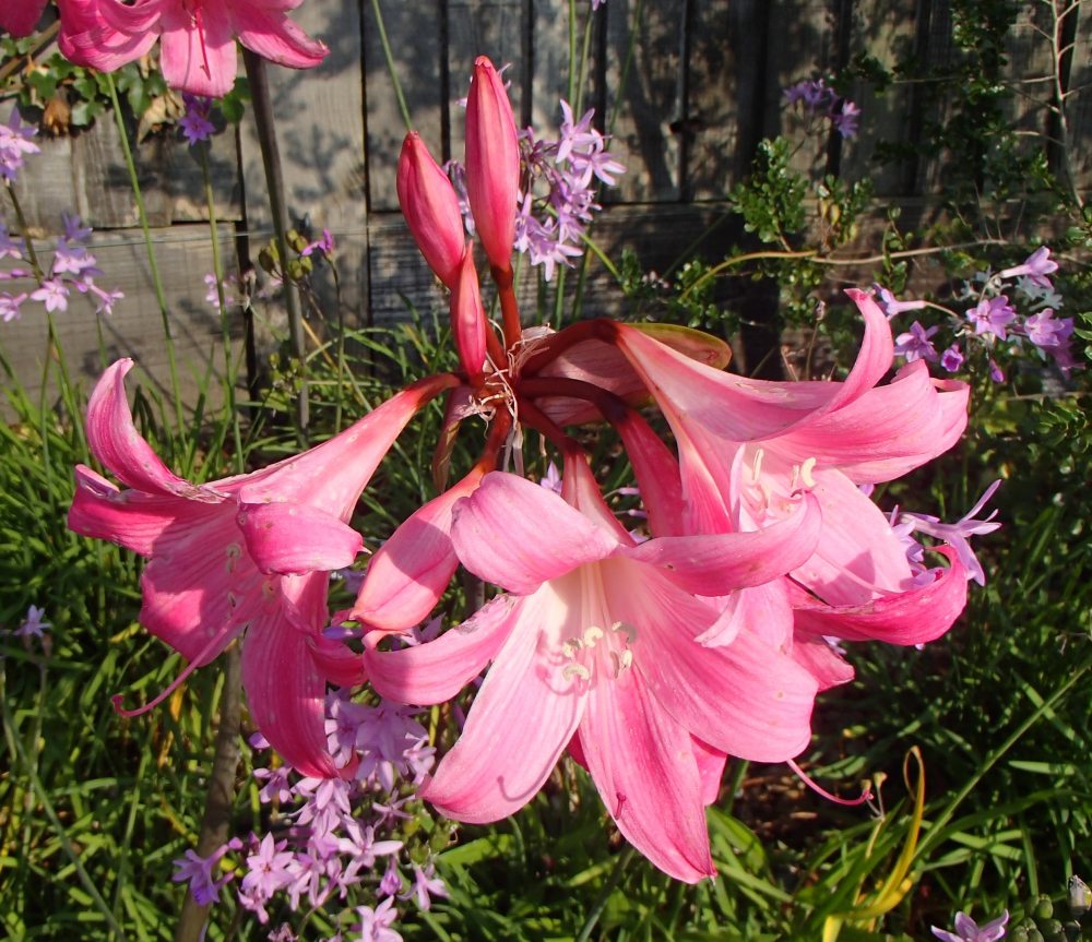 Amaryllis belladonna Lily Naked Lady bulb large pink 