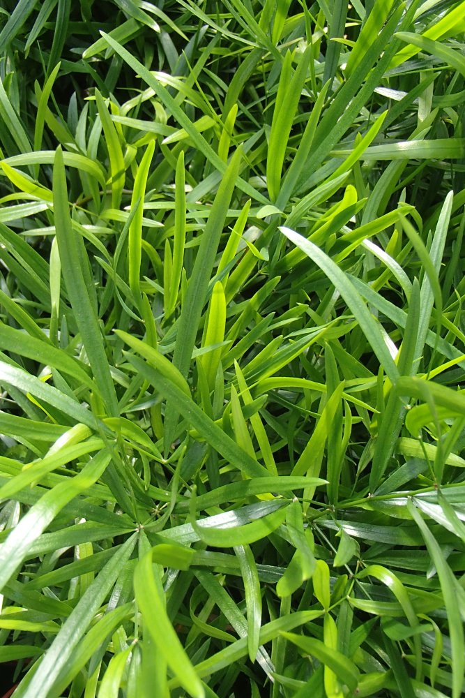 Asparagus falcatus, Sickle Thorn from Shrubland Nurseries in Suffolk