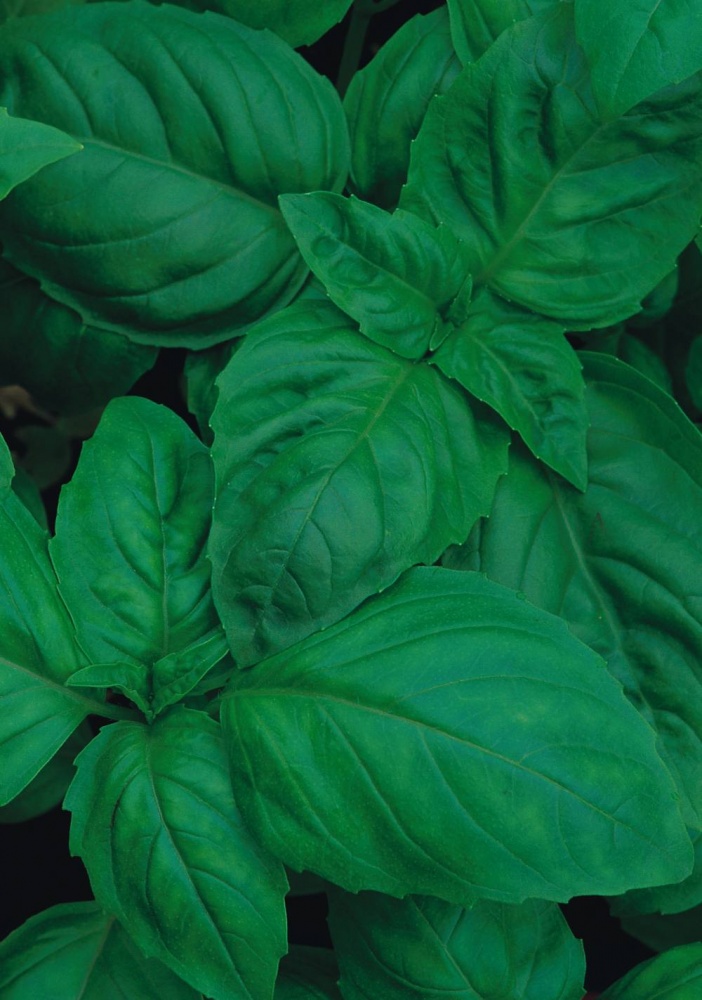 Basil British From Shrubland Nurseries Suffolk