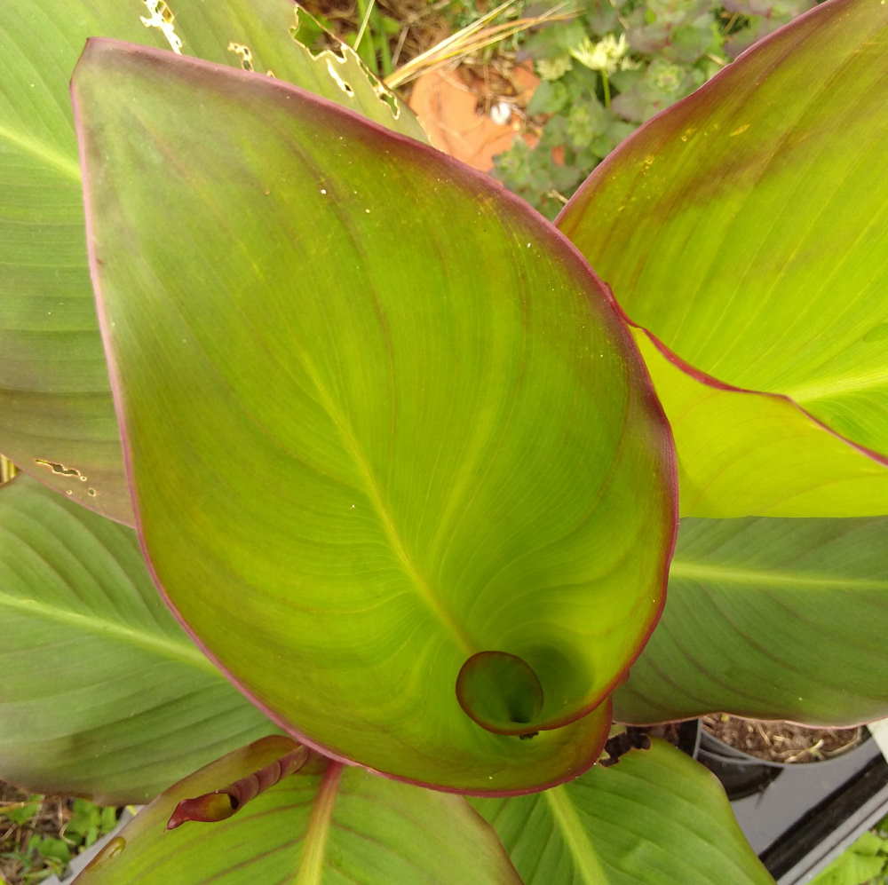 Canna musifolia 'Grande', Bananaleaved Canna from Shrubland Nurseries