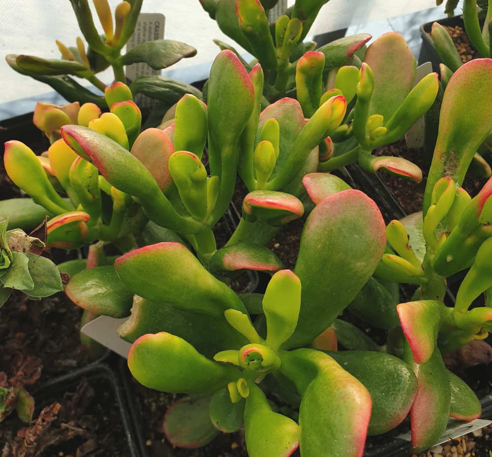 Crassula ovata 