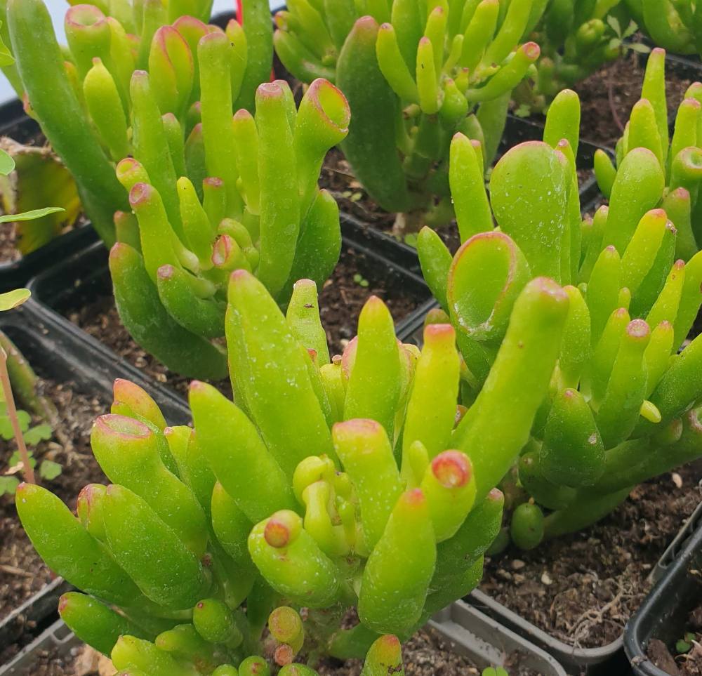 jade succulents Senecio Jacobsenii (Trailing Jade)