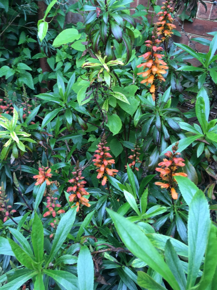Digitalis (Isoplexis) canariensis, Canary Island Foxglove from