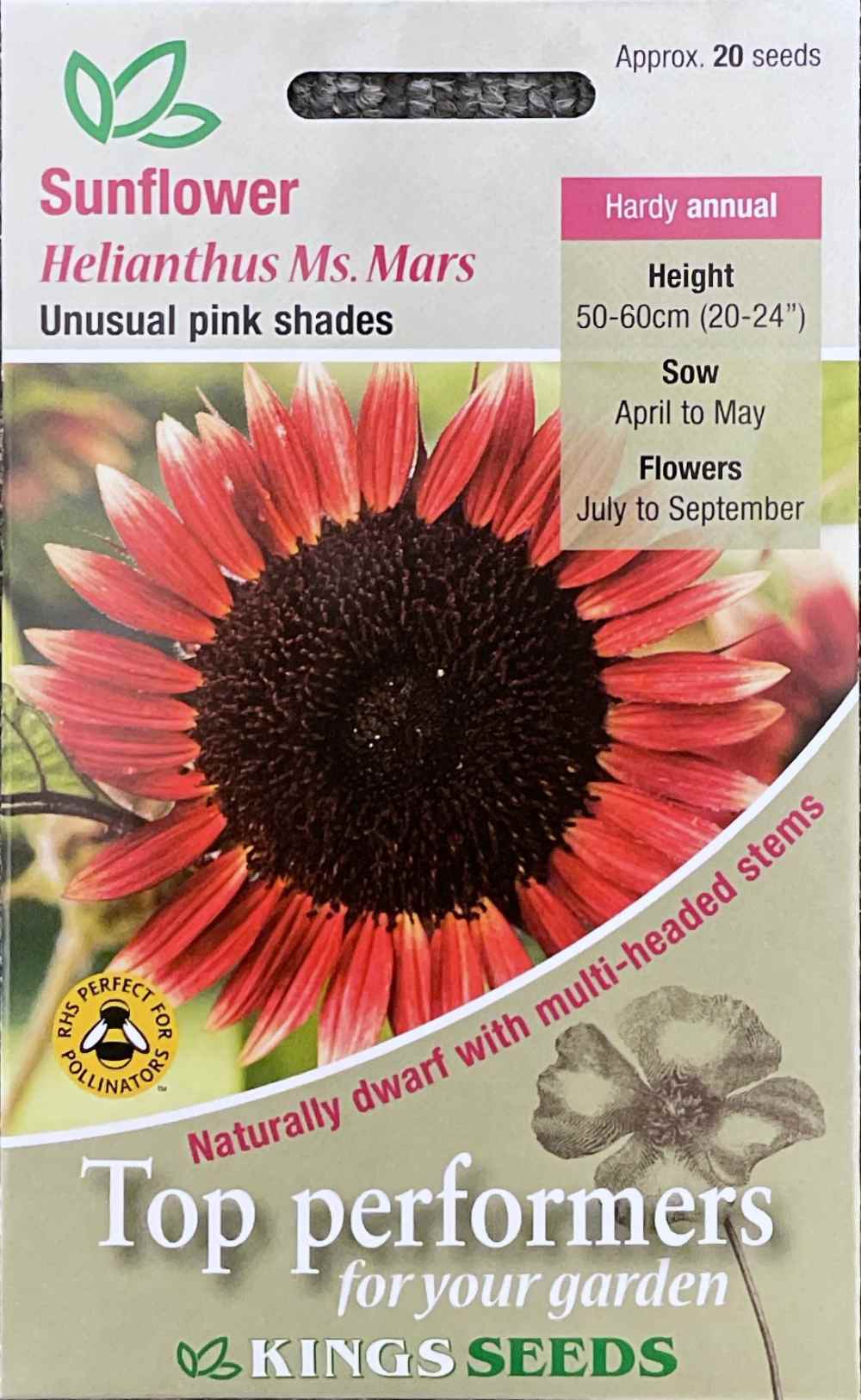 Sunflower Ms Mars from Shrubland Nurseries in Suffolk