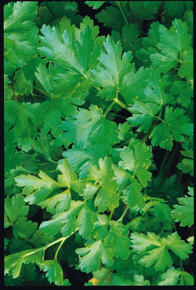 Parsley Plain Leaf (French) from Shrubland Nurseries Suffolk