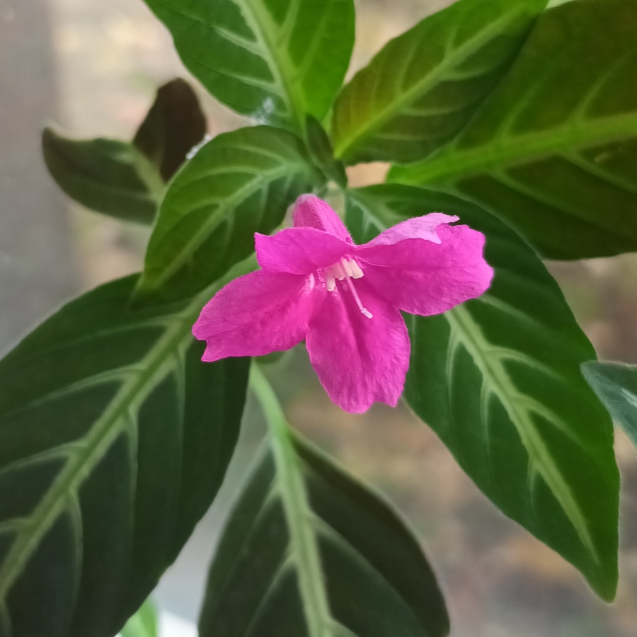 philodendron pink princess kaufen Philodendron Pink Princess Houseplant with Planter - Medium ( 7