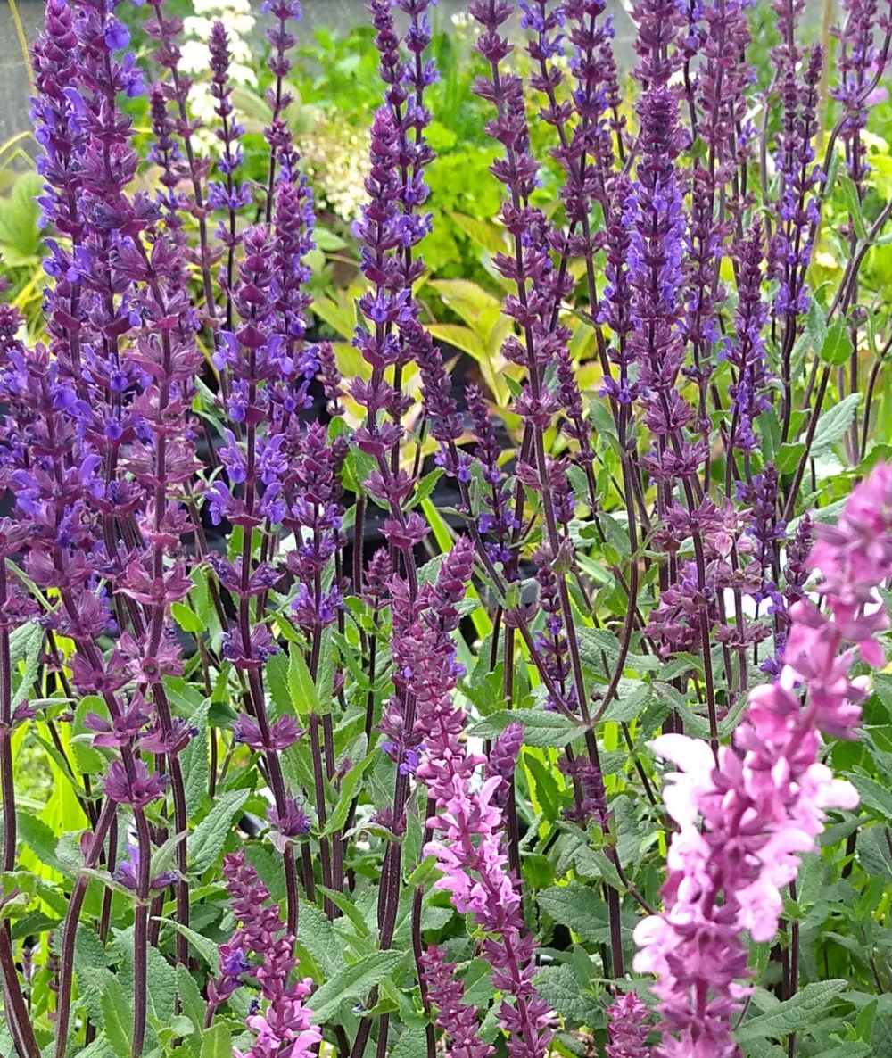 Шалфей дубравный карадонна. Шалфей дубравный карадонна. Шалфей дубравный 'caradonna'. Шалфей карадонна семена. Сальвия дубравная (шалфей) карадонна.