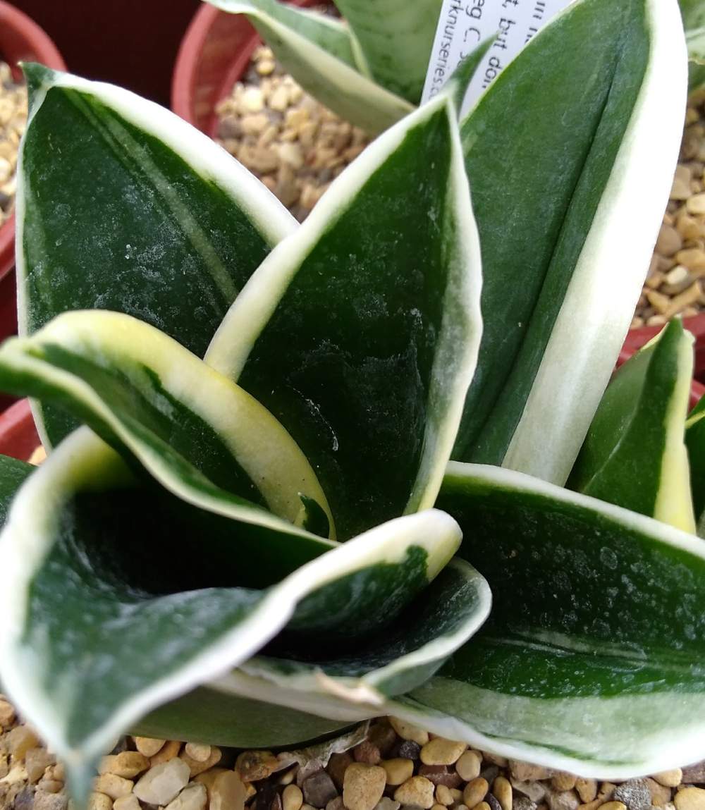 Sansevieria trifasciata hahnii 'Jade Marginata'