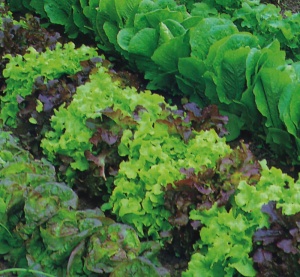 Lettuce Mixed - Seeds